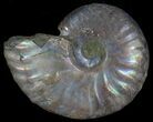 Silver Iridescent Ammonite - Madagascar #6862-1